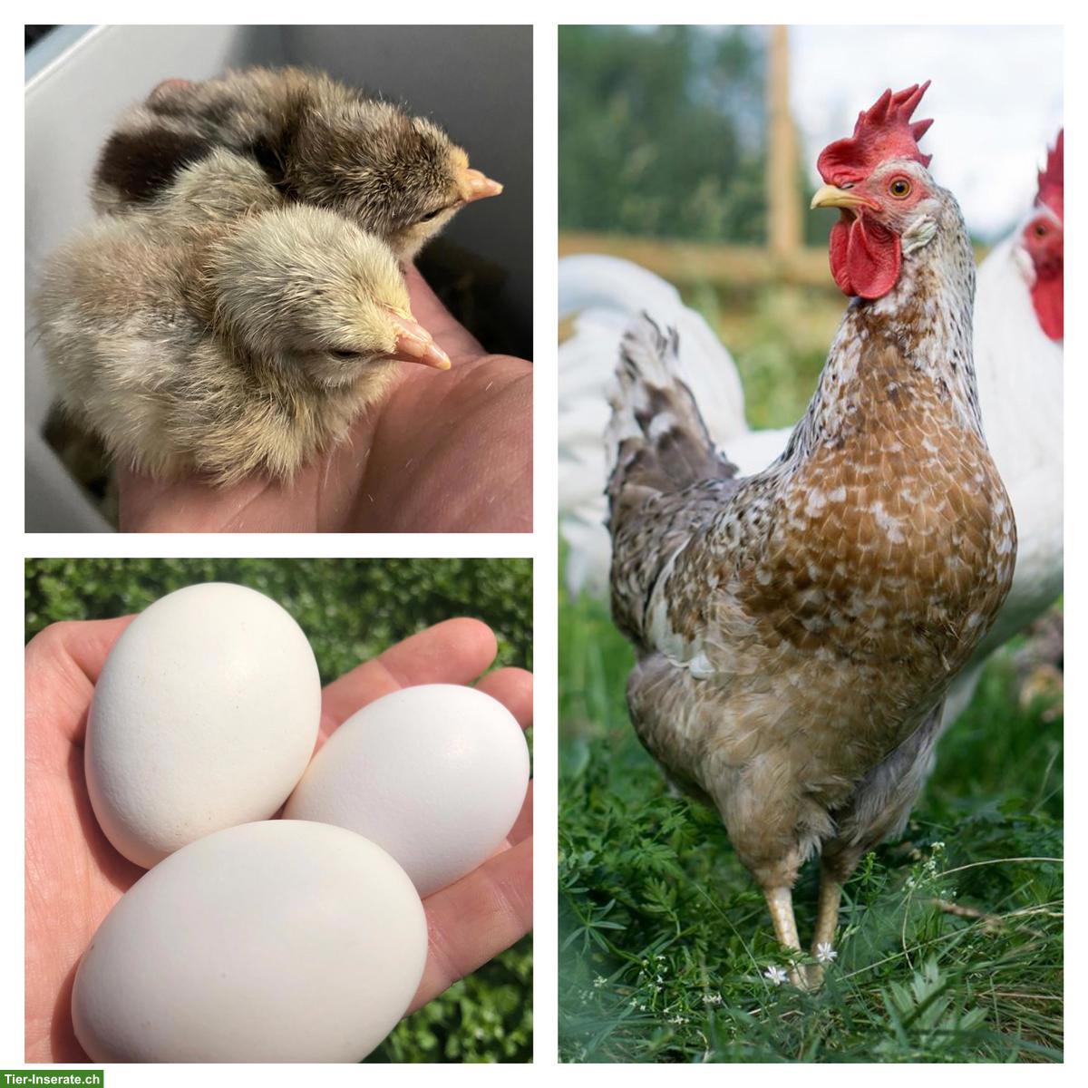 Bild 2: Bruteier seltener Hühnerrassen zu verkaufen