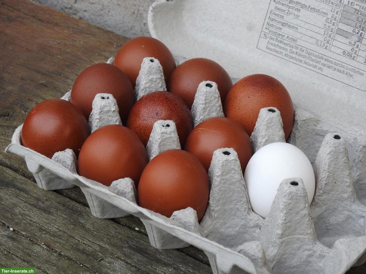 Bild 3: Bruteier seltener Hühnerrassen zu verkaufen