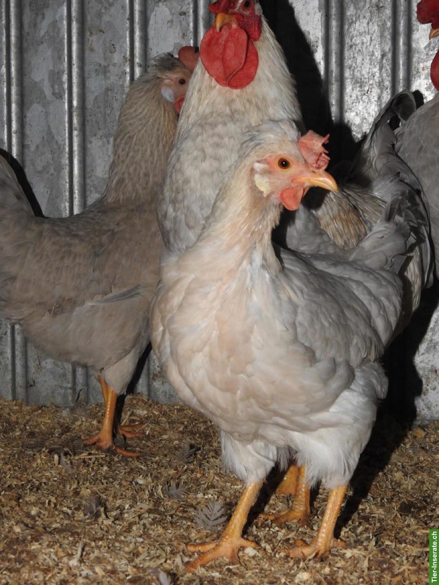 Bild 4: Bruteier seltener Hühnerrassen zu verkaufen