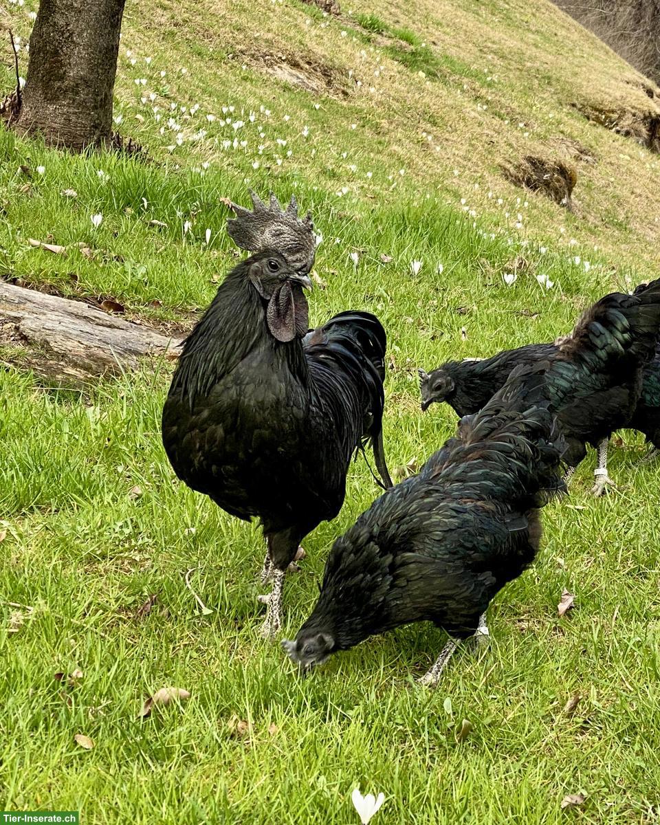 Bild 5: Bruteier seltener Hühnerrassen zu verkaufen