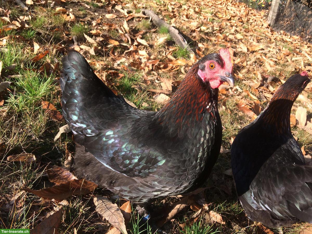 Bild 6: Bruteier seltener Hühnerrassen zu verkaufen