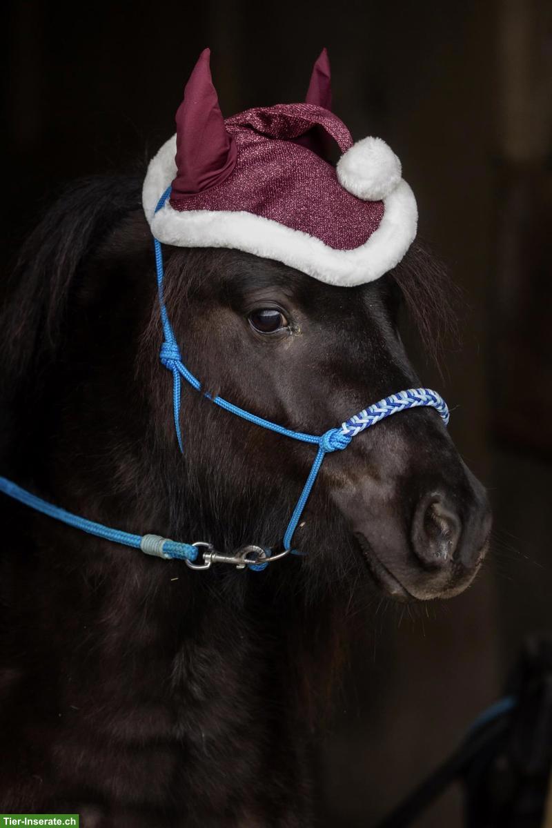 Bild 2: Pflegepony/Shetty sucht Beschäftigung, Rifferswil ZH