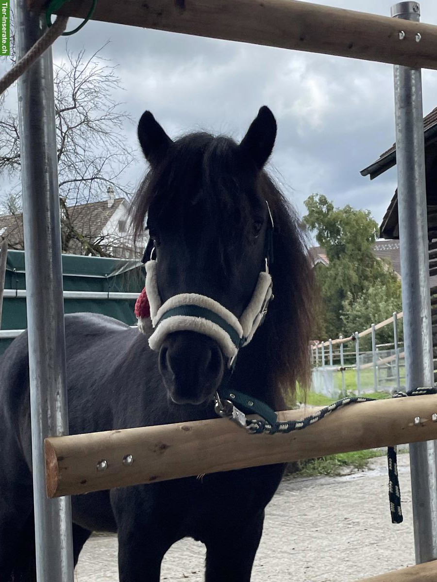 Bild 4: Pflegepony/Shetty sucht Beschäftigung, Rifferswil ZH
