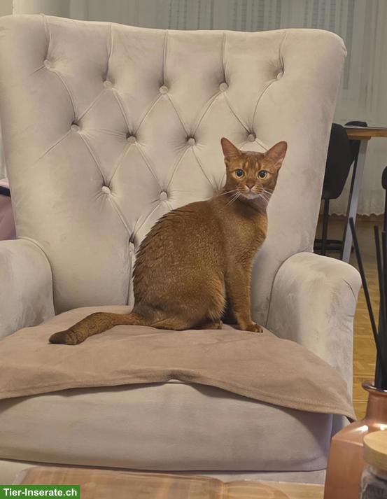 3,5-jährige Abessinier Katze, weiblich mit Zubehör