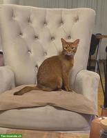 3,5-jährige Abessinier Katze, weiblich mit Zubehör