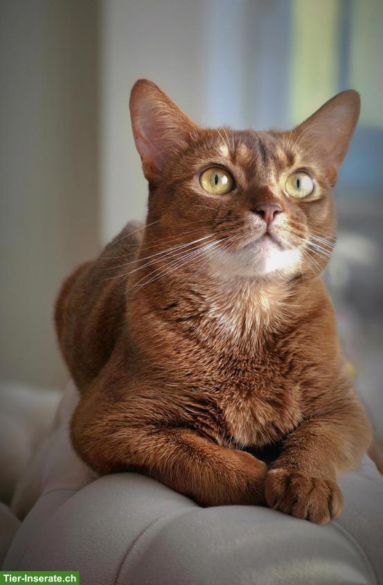 Bild 2: 3,5-jährige Abessinier Katze, weiblich mit Zubehör