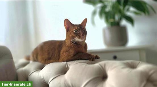 Bild 3: 3,5-jährige Abessinier Katze, weiblich mit Zubehör