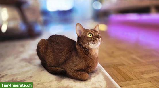 Bild 4: 3,5-jährige Abessinier Katze, weiblich mit Zubehör