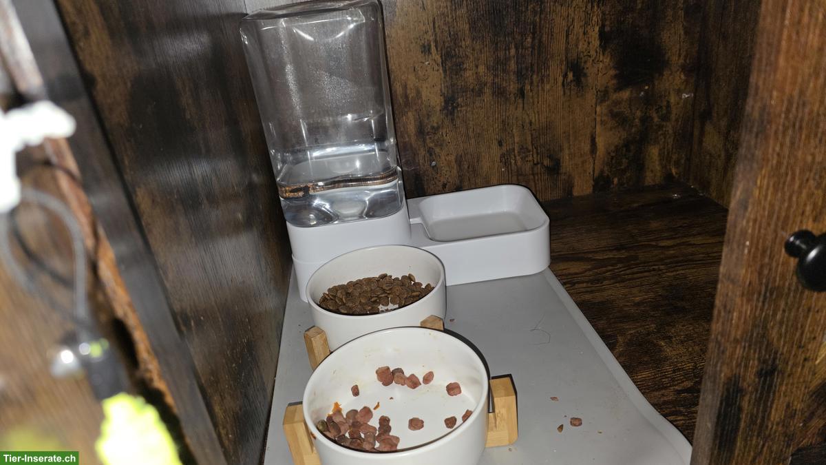 Bild 5: 3,5-jährige Abessinier Katze, weiblich mit Zubehör