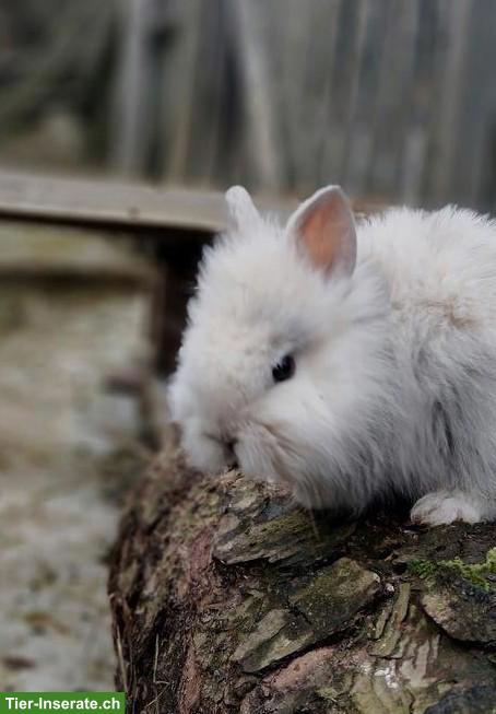 Junge Löwenkopfkaninchen, braun und weiss