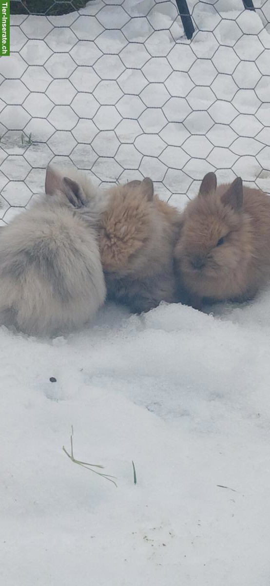 Bild 3: Junge Löwenkopfkaninchen, braun und weiss