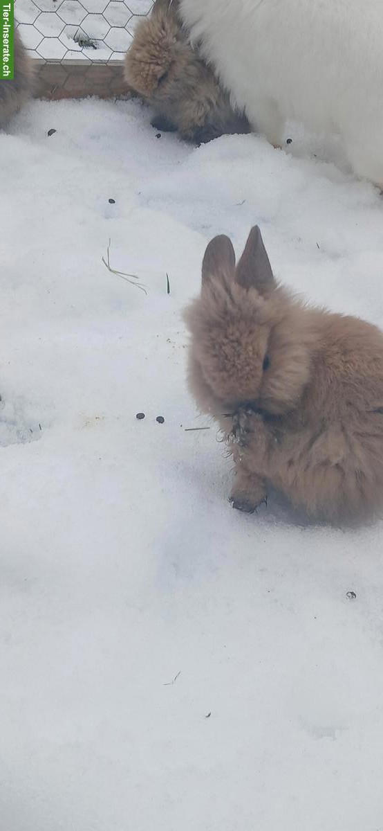 Bild 4: Junge Löwenkopfkaninchen, braun und weiss