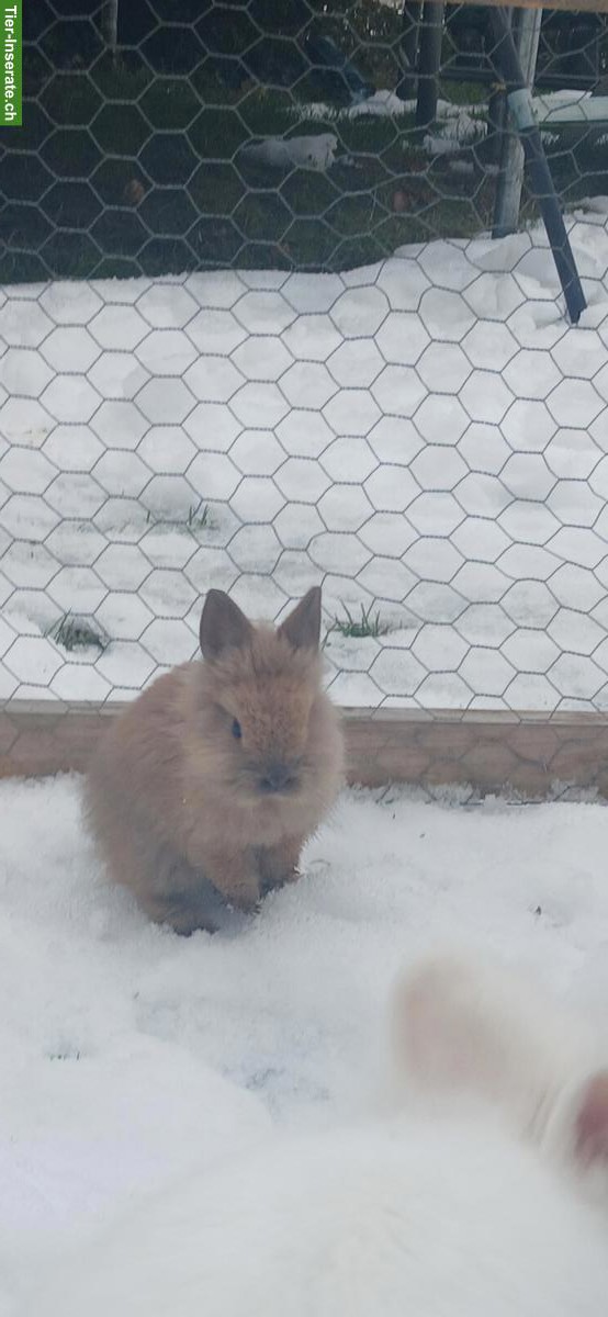 Bild 5: Junge Löwenkopfkaninchen, braun und weiss
