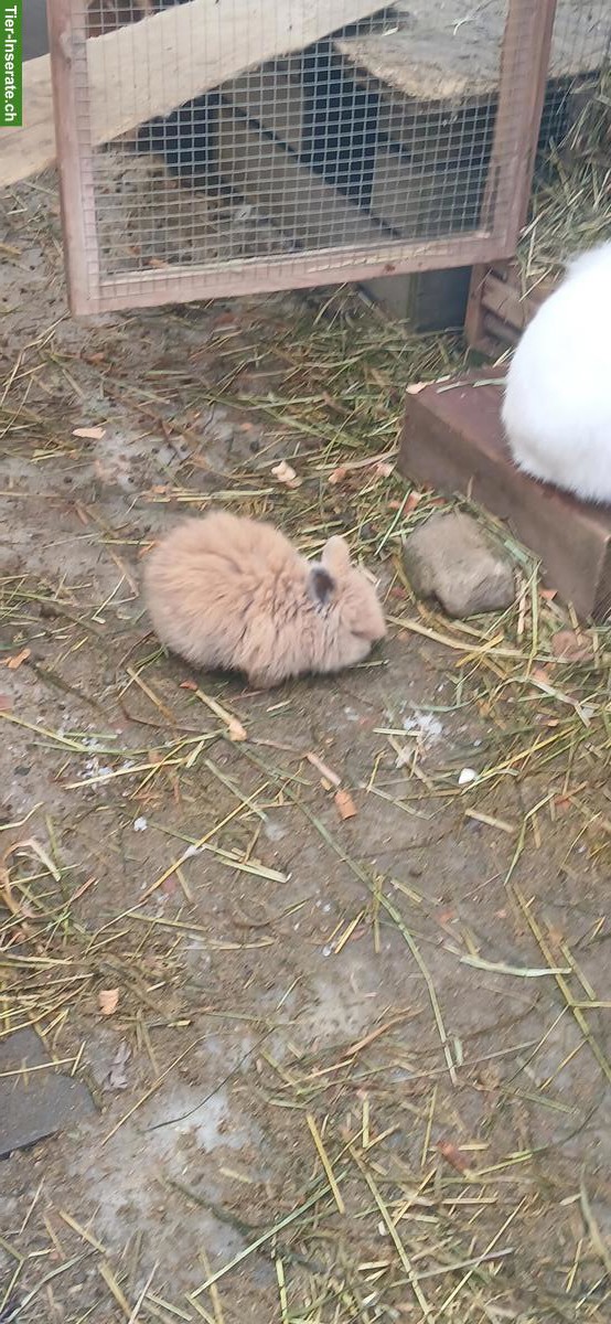 Bild 6: Junge Löwenkopfkaninchen, braun und weiss
