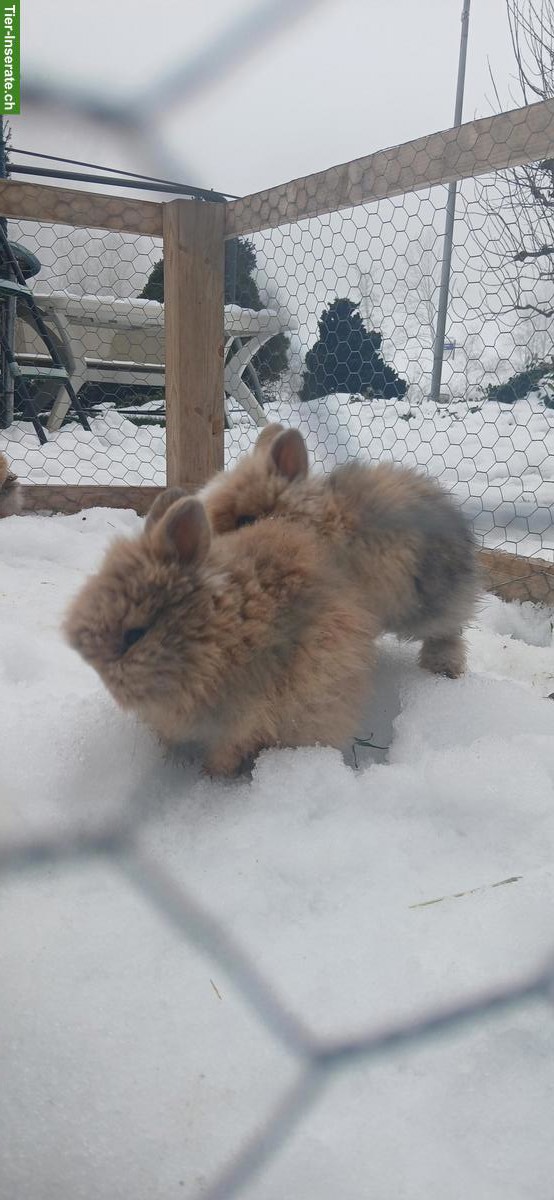 Bild 7: Junge Löwenkopfkaninchen, braun und weiss