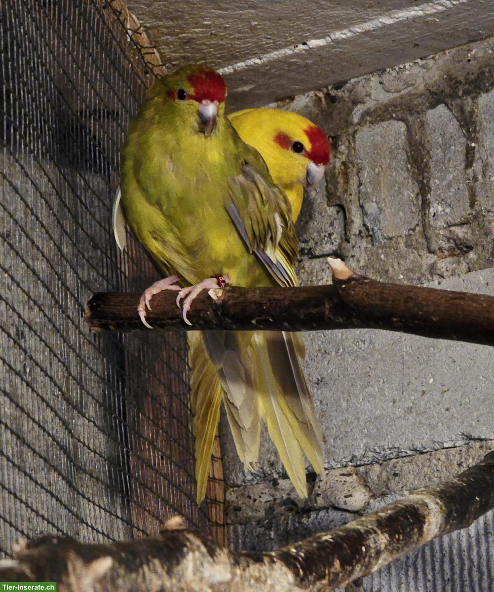 Ziegensittich-Paar, 2-3 Jahre alt