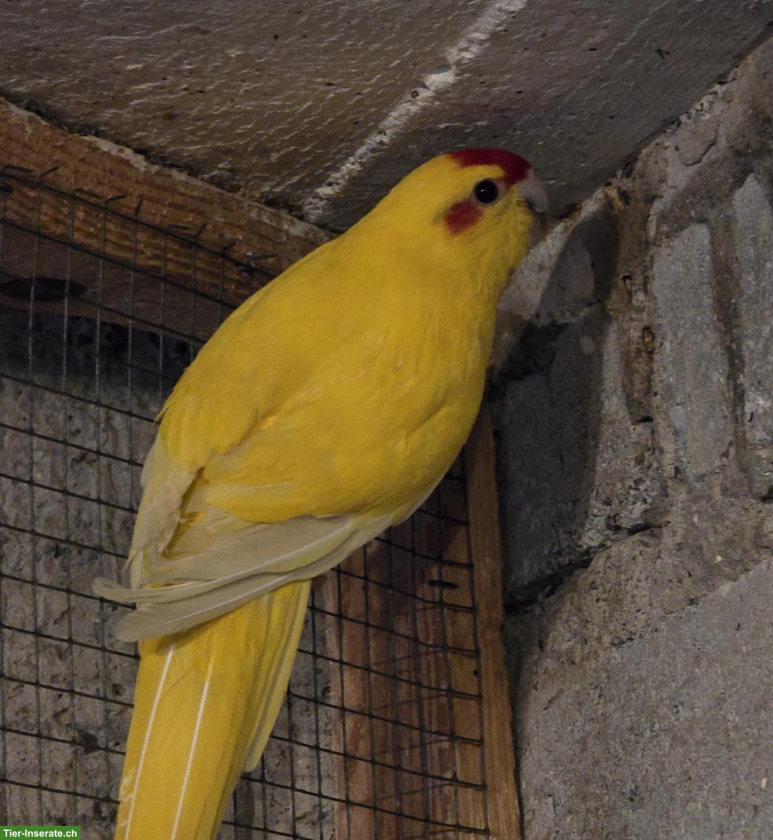 Bild 2: Ziegensittich-Paar, 2-3 Jahre alt