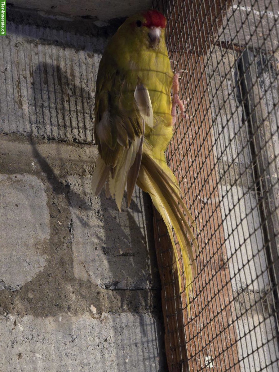 Bild 3: Ziegensittich-Paar, 2-3 Jahre alt