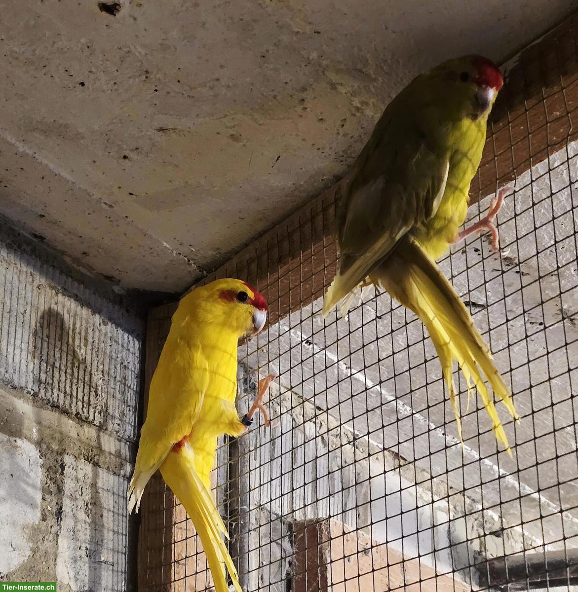 Bild 4: Ziegensittich-Paar, 2-3 Jahre alt