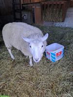 Junge Aue zu verkaufen, evtl. trächtig