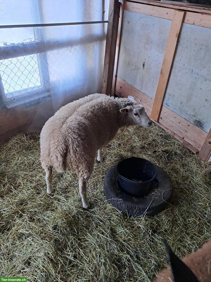 Bild 2: Junge Aue zu verkaufen, evtl. trächtig