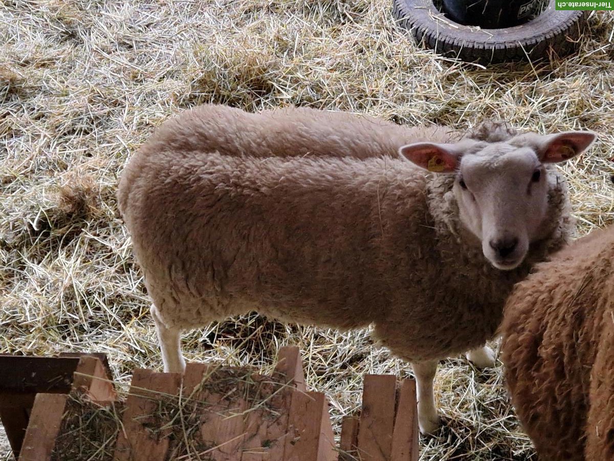 Bild 3: Junge Aue zu verkaufen, evtl. trächtig