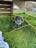 Bieten Zwergwidder Deckböckli zum Decken an