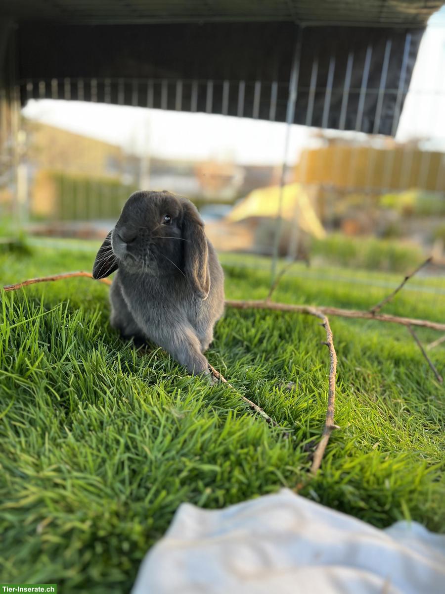 Bild 3: Bieten Zwergwidder Deckböckli zum Decken an