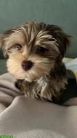 Yorkshire Terrier Welpe sucht liebes Zuhause