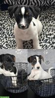 Jack Russell Terrier Welpen (Rüden) zu verkaufen