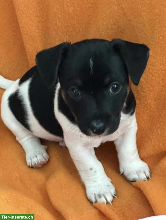 Bild 2: Jack Russell Terrier Welpen (Rüden) zu verkaufen