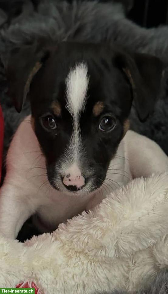 Bild 3: Jack Russell Terrier Welpen (Rüden) zu verkaufen