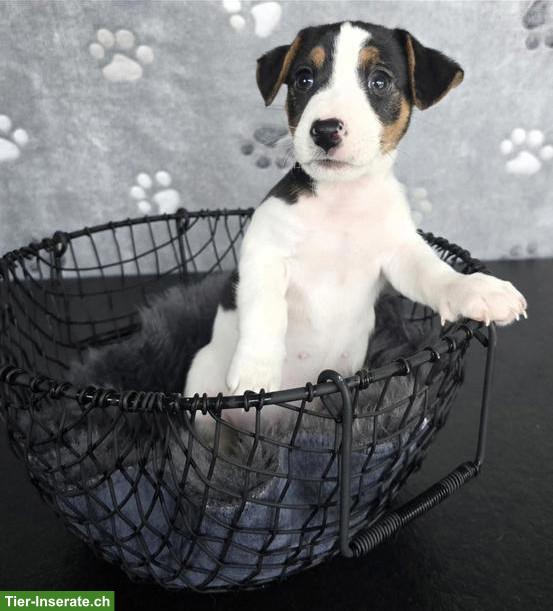 Bild 4: Jack Russell Terrier Welpen (Rüden) zu verkaufen