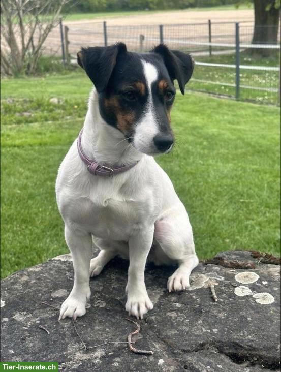 Bild 5: Jack Russell Terrier Welpen (Rüden) zu verkaufen