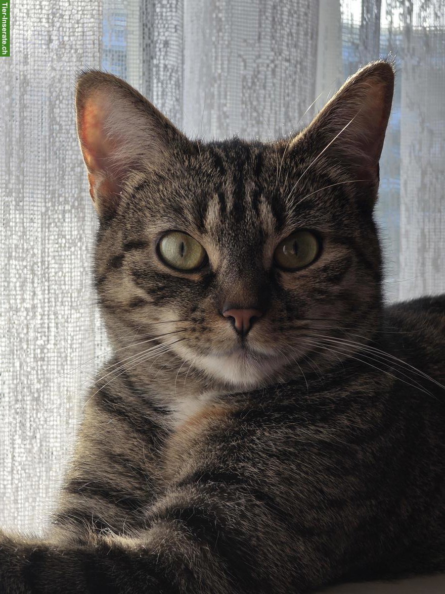 Hauskatze Nala sucht ein neues Zuhause