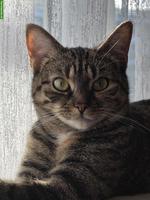 Hauskatze Nala sucht ein neues Zuhause