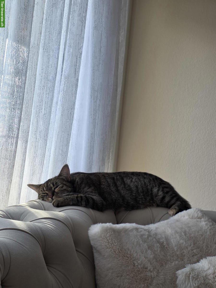 Bild 2: Hauskatze Nala sucht ein neues Zuhause