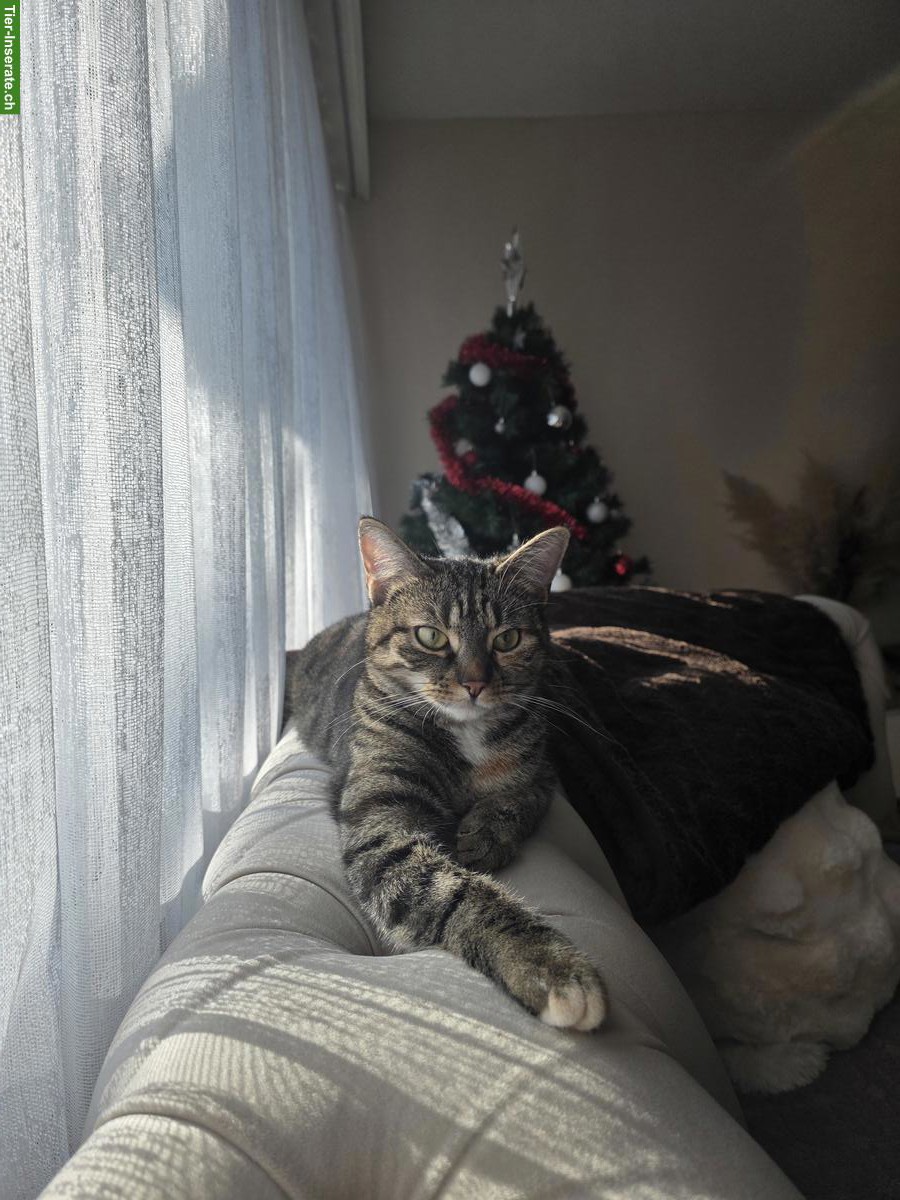 Bild 3: Hauskatze Nala sucht ein neues Zuhause