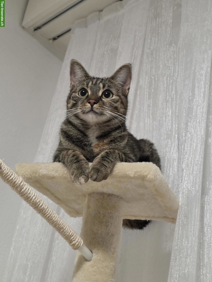 Bild 4: Hauskatze Nala sucht ein neues Zuhause