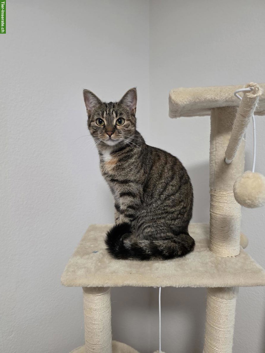 Bild 5: Hauskatze Nala sucht ein neues Zuhause