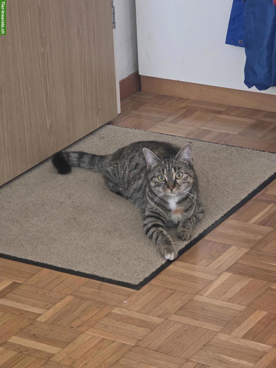 Bild 6: Hauskatze Nala sucht ein neues Zuhause