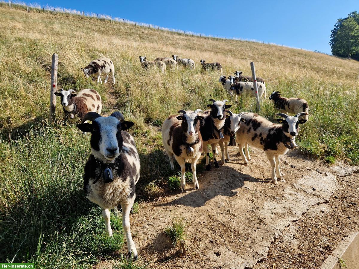 Junge Jakobschafe zu verkaufen