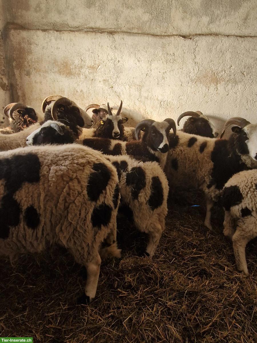 Bild 3: Junge Jakobschafe zu verkaufen