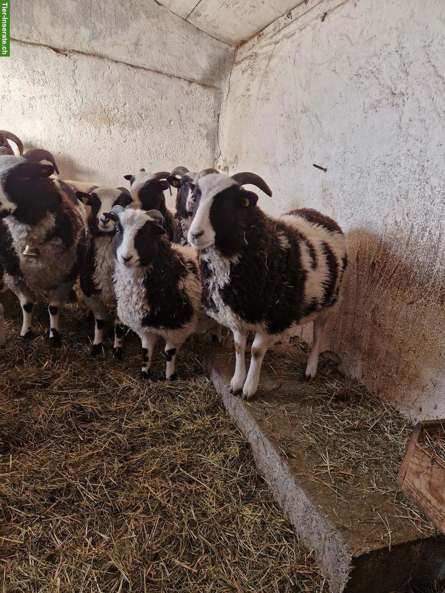 Bild 4: Junge Jakobschafe zu verkaufen