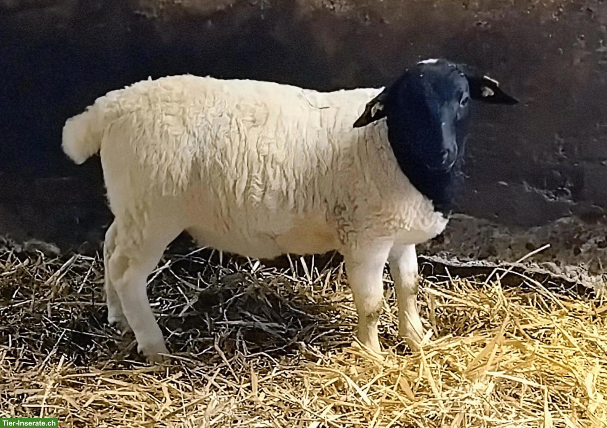 Dorper-Jungwidder zu verkaufen