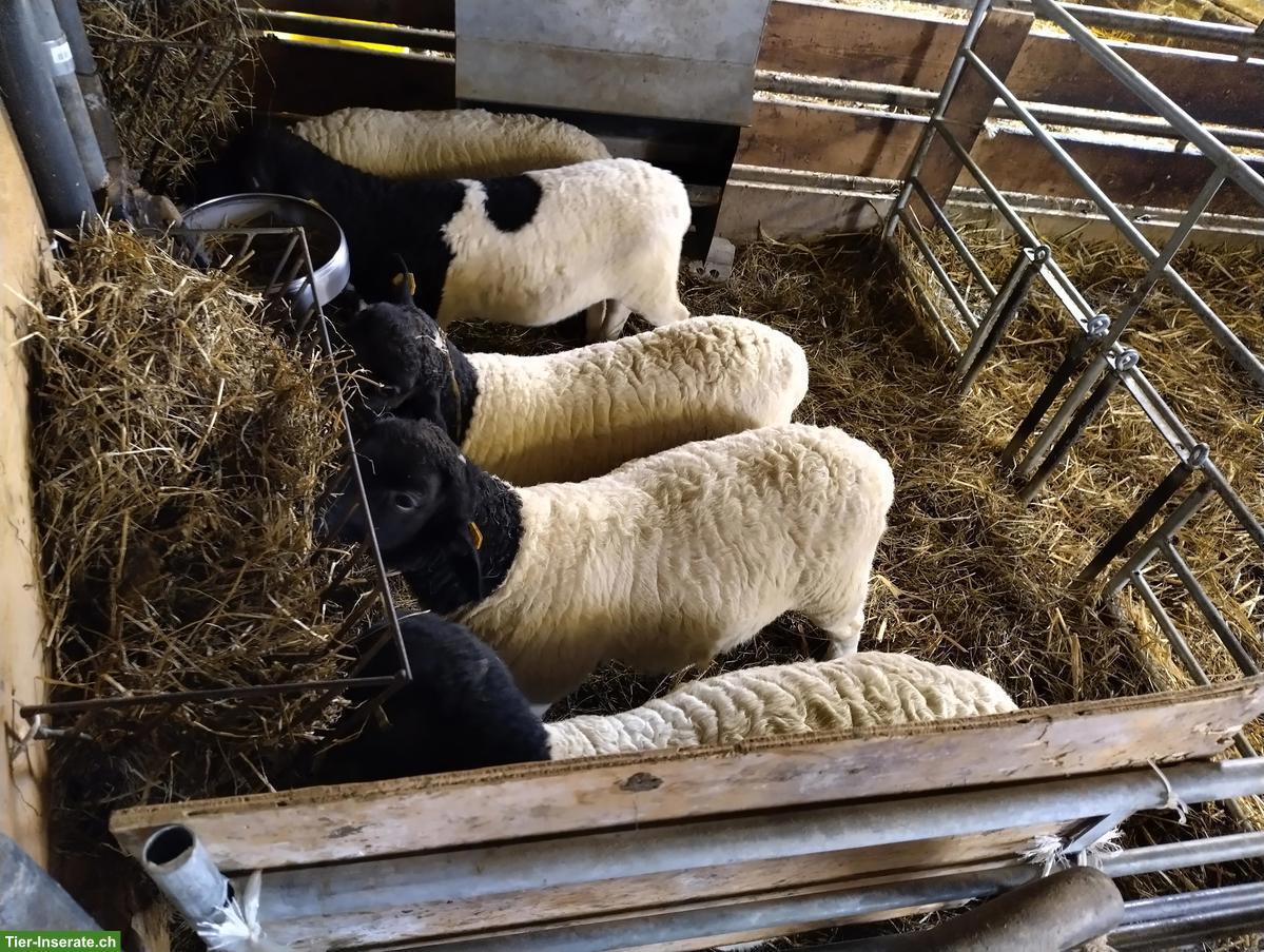 Bild 4: Dorper-Jungwidder zu verkaufen