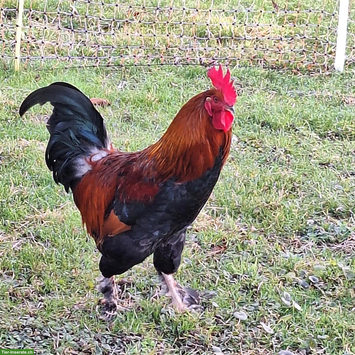 Prachtvoller Marans Hahn sucht ein neues, artgerechtes Zuhause