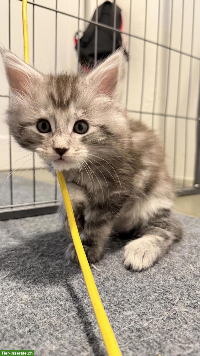 Maine Coon Mix Katerli aus Hobbyzucht