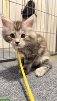 Maine Coon Mix Katerli aus Hobbyzucht