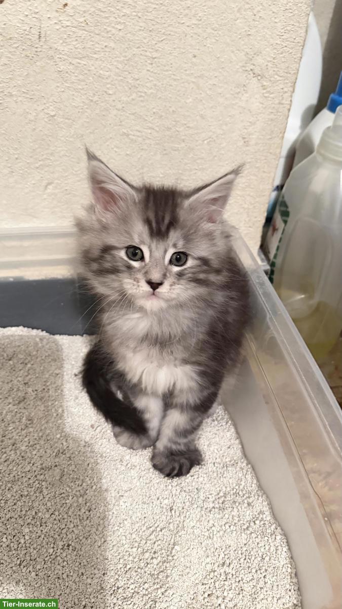Bild 3: Maine Coon Mix Katerli aus Hobbyzucht